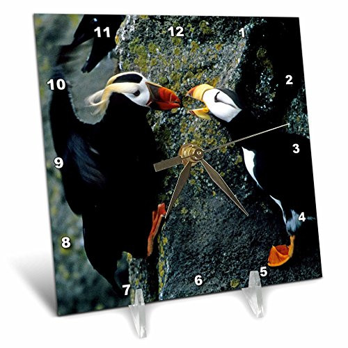 3dRose dc_87344_1 Alaska, Pribilof Islands. Puffin birds, cliffside - US02 BJA0099 - Jaynes Gallery - Desk Clock, 6 by 6-Inch