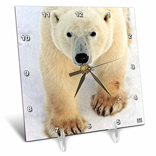 3dRose dc_10719_1 Polar Bear Close-Up-Desk Clock, 6 by 6-Inch