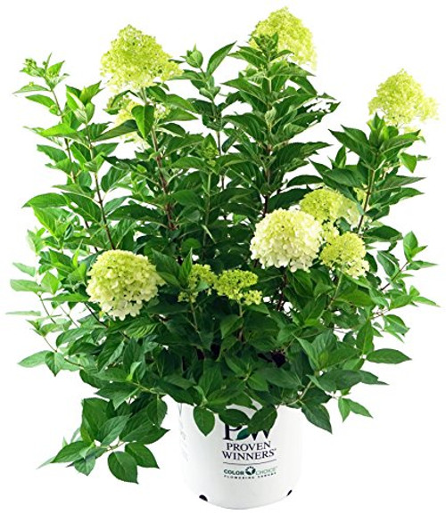 Proven Winners - Hydrangea pan. 'Limelight' (Panicle Hydrangea) Shrub, white/lime to pink flowers, #3 - Size Container