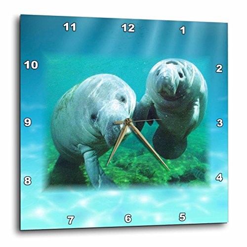 3dRose DPP_39647_2 2 Manatees Looking at You-Wall Clock, 13 by 13-Inch