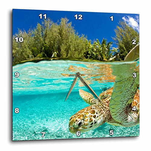 3dRose DPP_85139_1 Green Sea Turtle, Bora Bora, French Polynesia Oc13 Mwt0255 Michele Westmorland Wall Clock, 10 by 10-Inch