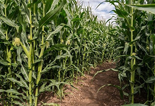 Yeele 5x3ft Green Corn Field Maze Backdrop Rural Farm Crop Plant Cultivation Natural Scenery Photography Background Countryside Farmland Photo Booth Shoot Studio Props Yeele 5x3ft Green Corn Field Maze Backdrop Rural Farm Crop Plant Cultivation Natural Scenery Photography Background Countryside Farmland Photo Booth Shoot Studio Props