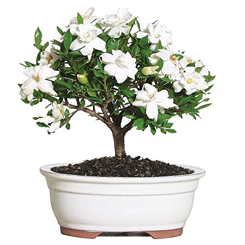 Brussel's Live Gardenia Outdoor Bonsai Tree - 4 Years Old; 6" to 8" Tall with Decorative Container - Not Sold in Arizona