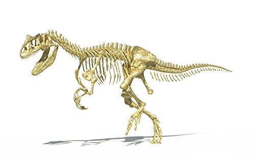 Posterazzi 3D rendering of an Allosaurus dinosaur skeleton side view. Allosaurs were large carnivorous reptiles that lived during the late Jurassic period Poster Print (17 x 11)