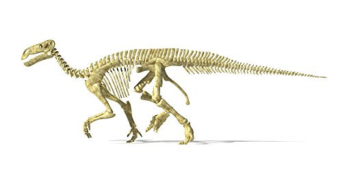 Posterazzi 3D rendering of an Iguanodon dinosaur skeleton side view Poster Print (20 x 9)