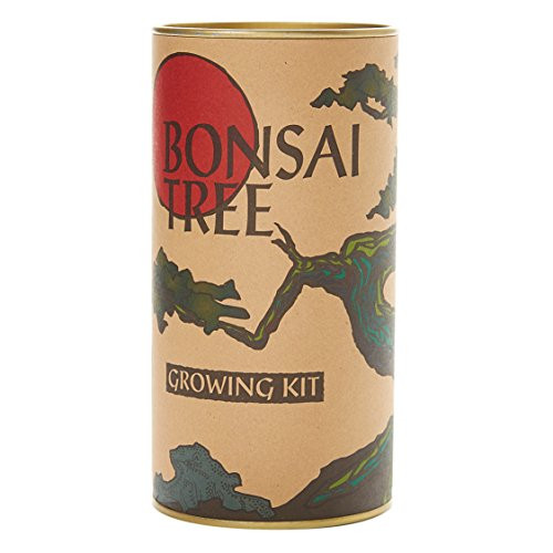 The Jonsteen Company Bonsai Tree (Japanese Maple) | Seed Grow Kit