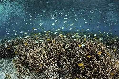 Posterazzi PSTETH401428U A Beautiful and Healthy Coral Reef Grows in Raja Ampat, Indonesia Photo Print, 11 x 17, Multi Posterazzi PSTETH401428U A Beautiful and Healthy Coral Reef Grows in Raja Ampat, Indonesia Photo Print, 11 x 17, Multi