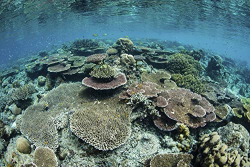 Posterazzi PSTETH401398U A Beautiful and Healthy Coral Reef Grows in Raja Ampat, Indonesia Photo Print, 11 x 17, Multi Posterazzi PSTETH401398U A Beautiful and Healthy Coral Reef Grows in Raja Ampat, Indonesia Photo Print, 11 x 17, Multi