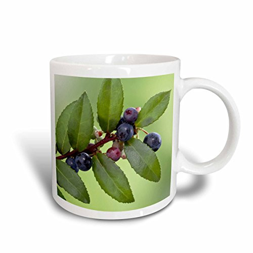 3dRose 190605_1 Usa Washington Sea beck Evergreen Huckleberry Plant With Berries Ceramic Mug, 11 oz, White