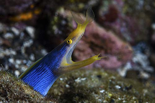 Posterazzi PSTETH401563U A Rhinomuraena quaesita Ribbon EEL Living on a Diverse Coral Reef Photo Print, 11 x 17, Multi Posterazzi PSTETH401563U A Rhinomuraena quaesita Ribbon EEL Living on a Diverse Coral Reef Photo Print, 11 x 17, Multi