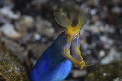 Posterazzi PSTETH401564U A Rhinomuraena quaesita Ribbon EEL Living on a Diverse Coral Reef Photo Print, 11 x 17, Multi Posterazzi PSTETH401564U A Rhinomuraena quaesita Ribbon EEL Living on a Diverse Coral Reef Photo Print, 11 x 17, Multi