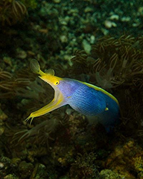 Posterazzi Poster Print Collection a Ribbon Eel (Rhinomuraena Quaesita) in Indonesia Brent Barnes/Stocktrek Images, (11 x 17), Multicolored Posterazzi Poster Print Collection a Ribbon Eel (Rhinomuraena Quaesita) in Indonesia Brent Barnes/Stocktrek Images, (11 x 17), Multicolored