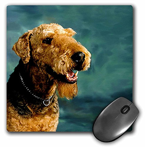 3dRose LLC 8 x 8 x 0.25 Inches Mouse Pad, Airedale Terrier (mp_854_1) 3dRose LLC 8 x 8 x 0.25 Inches Mouse Pad, Airedale Terrier (mp_854_1)