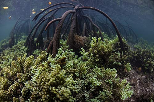 Posterazzi PSTETH401363U Algae Grows on The seafloor of a Blue Water Mangrove Forest in Raja Ampat, Indonesia Photo Print, 11 x 17, Multi