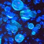 Tekno Bubbles :: Blacklight Sensitive UV Bubbles (Blue)