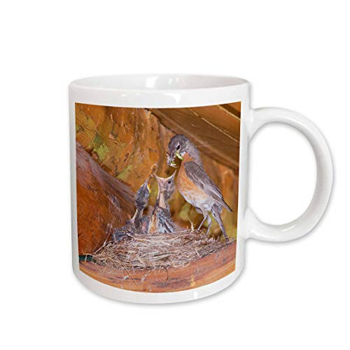 3dRose American Robin Bird Nest, Glacier NP, Montana - Rolf Nussbaumer, Ceramic Mug, 11-Oz