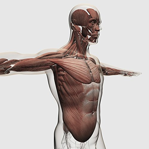 Posterazzi PSTSTK700511H Anatomy of male muscles in upper body side view Poster Print 14 x 14