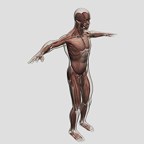 Posterazzi PSTSTK700528H Anatomy of Male Muscular System Side View Poster Print, 14 x 14