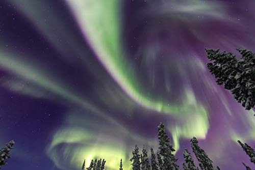 Posterazzi PDDUS02SWR0562 Aurora Borealis, Northern Lights, Near Fairbanks, Alaska Photo Print, 18 x 24, Multi Posterazzi PDDUS02SWR0562 Aurora Borealis, Northern Lights, Near Fairbanks, Alaska Photo Print, 18 x 24, Multi