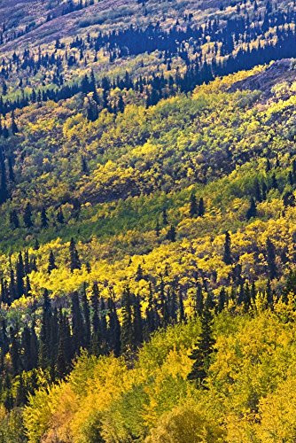 Autumn Countryside Yukon Territories Canada Poster Print (12 x 18)