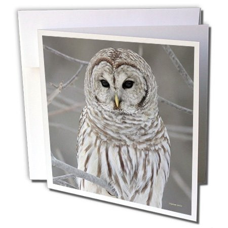 3dRose Barred Owl - Greeting Cards, 6 x 6 inches, set of 12 (gc_21195_2)