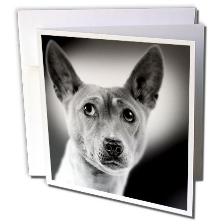 3dRose Basenji - Greeting Cards, 6 x 6 inches, set of 6 (gc_11337_1)