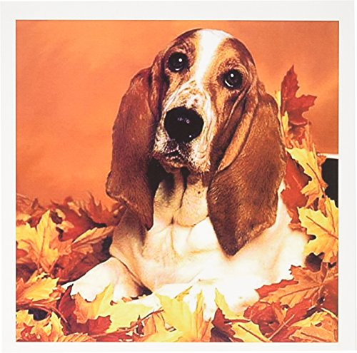 3dRose Basset Hound - Greeting Cards, 6 x 6 inches, set of 12 (gc_1028_2)