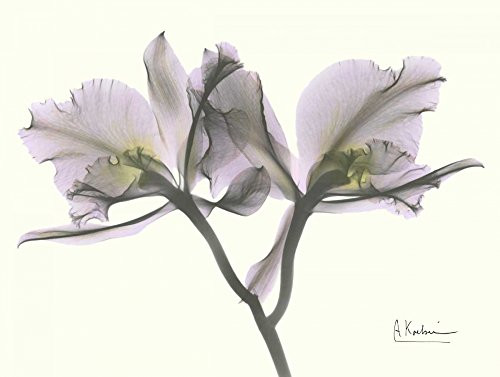 Posterazzi PDXAKRC134SMALL Beautiful Orchid in Purple Photo Print, 24 x 18, Multi