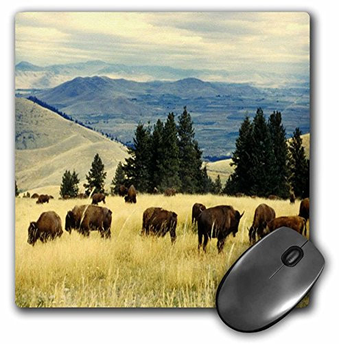 3dRose LLC 8 x 8 x 0.25 Bison Grazing Out West Mouse Pad (mp_80238_1)