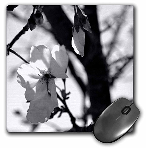 3dRose LLC 8 x 8 x 0.25 Inches Mouse Pad, Black and White Cherry Blossoms (mp_51761_1)