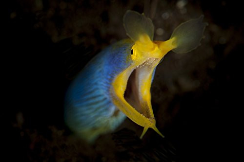 Posterazzi PSTSJN400580U Blue ribbon eel (Rhinomuraena quaesita) head on view Tulamben Bali Indonesia Poster Print 17 x 11 Posterazzi PSTSJN400580U Blue ribbon eel (Rhinomuraena quaesita) head on view Tulamben Bali Indonesia Poster Print 17 x 11
