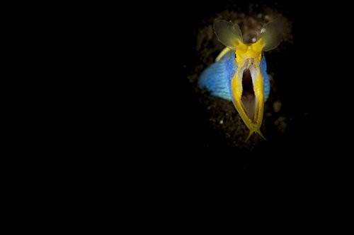 Posterazzi PSTSJN400579U Blue ribbon eel (Rhinomuraena quaesita) head on view Tulamben Bali Indonesia Poster Print 17 x 11 Posterazzi PSTSJN400579U Blue ribbon eel (Rhinomuraena quaesita) head on view Tulamben Bali Indonesia Poster Print 17 x 11