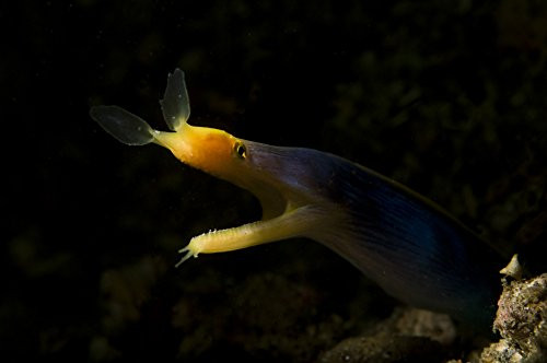 Posterazzi Poster Print Collection Blue Ribbon Eel Portrait North Sulawesi Indonesia Vwpics/Stocktrek Images, (17 x 11), Multicolored Posterazzi Poster Print Collection Blue Ribbon Eel Portrait North Sulawesi Indonesia Vwpics/Stocktrek Images, (17 x 11), Multicolored