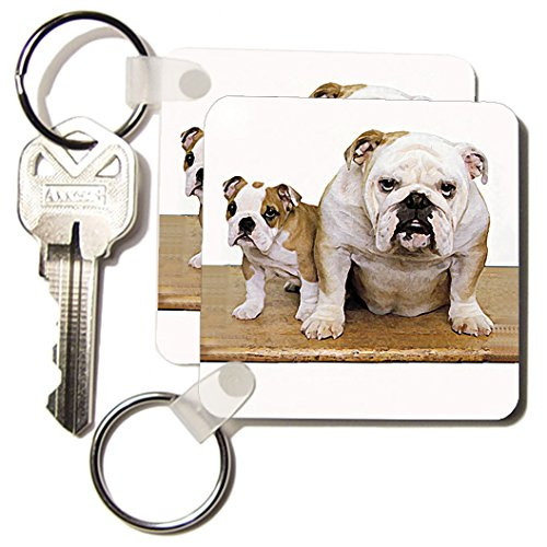 3dRose British Bulldog Male - Key Chains, 2.25 x 4.5 inches, set of 2 (kc_8578_1)