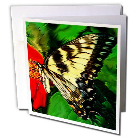 3dRose Butterfly - Greeting Cards, 6 x 6 inches, set of 6 (gc_3965_1)