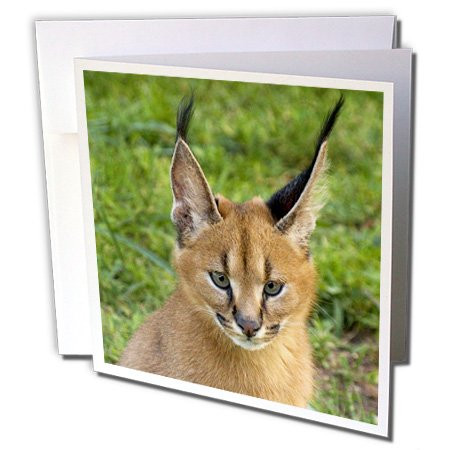 3dRose Caracal, Emdonemi Cat Rehab Hluhulwe South Africa Maresa Pryor Greeting Cards, 6 x 6 Inches, Set of 6 (gc_84113_1)