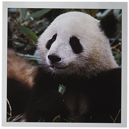 3dRose China, Chengdu, Panda Sanctuary, Panda bear-AS07 CMI0113 - Cindy Miller Hopkins - Greeting Cards, 6 x 6 inches, set of 12 (gc_70222_2)