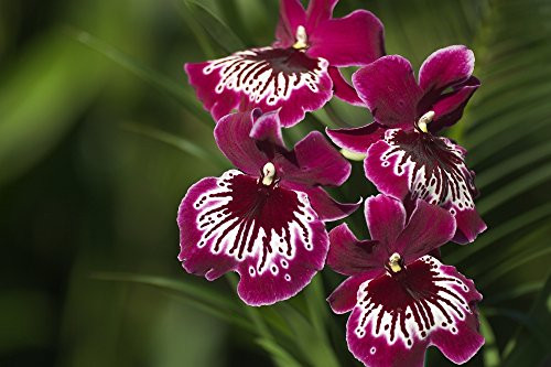 Posterazzi Close-Up Of Bright Purple And White Orchid Poster Print (18 x 12)