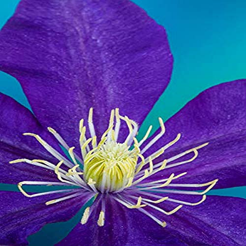 Posterazzi PDDUS48DGU1605 Close-up of Purple Clematis Photo Print, 18 x 24, Multi