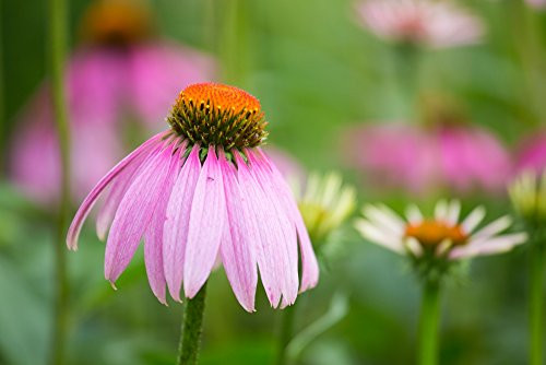 Posterazzi PPI169184 Close-up of Purple Coneflowers (Echinacea purpurea) blooming Marion County Illinois USA Poster Print 18 x 24