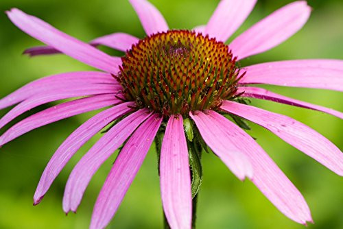 Posterazzi PPI169187 Close-up of Purple Coneflowers (Echinacea purpurea) blooming Marion County Illinois USA Poster Print 18 x 24