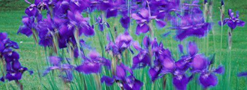 Posterazzi PPI97234S Close-up of Purple Flowers Poster Print, 27 x 9