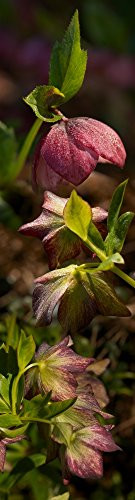 Posterazzi PPI162599S Close-up of Purple Flowers Poster Print 27 x 9 Varies