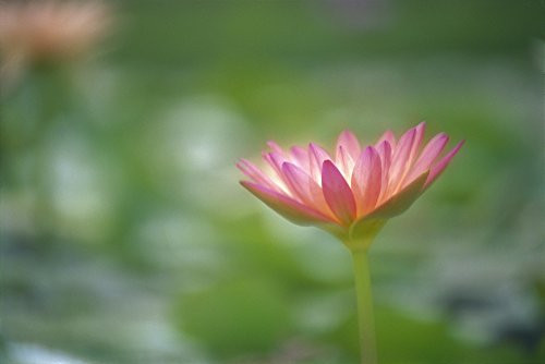 Posterazzi Close-Up Side View Pink Lily In Pond Green Blurry Background Poster Print (19 x 12)