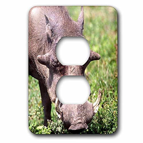3dRose LLC lsp_83933_6 Common Warthog, Wildlife, Tanzania Africa Na02 Dno0387 David Northcott 2 Plug Outlet Cover