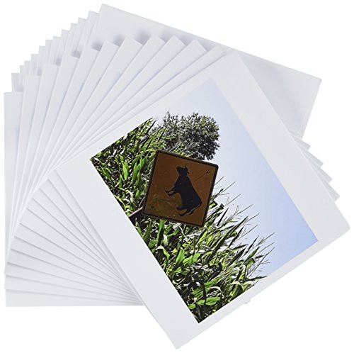 3dRose Cow Crossing - Greeting Cards, 6 x 6 inches, set of 12 (gc_6834_2)