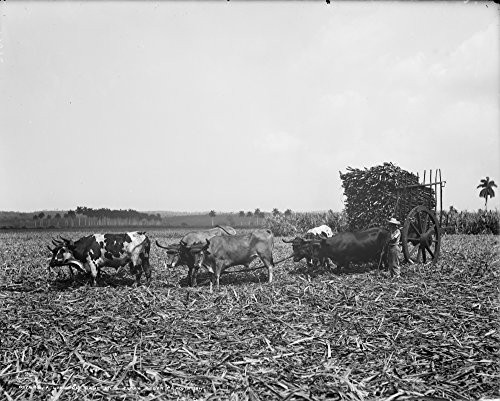 Cuba Sugar Plantation Nsugar Cane Loaded Onto A Cart On A Cuban Sugar Plantation Photograph C1904 Poster Print by (18 x 24)