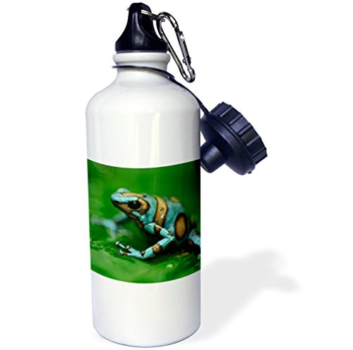 3dRose wb_10378_1 Blue n brown tree frog on a leaf - Sports Water Bottle, 21 oz, White