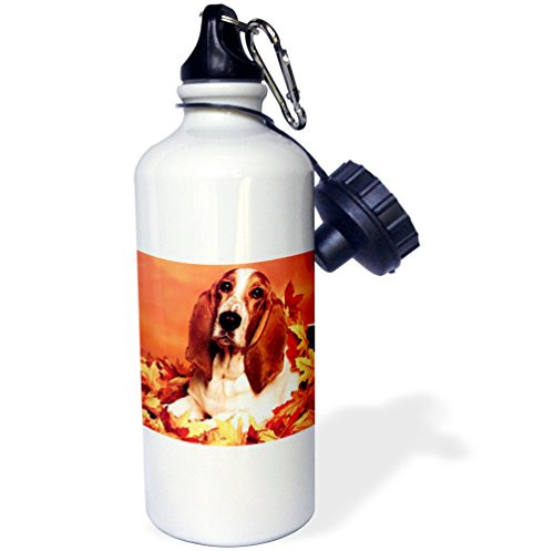 3dRose wb_1028_1 Basset Hound Sports Water Bottle, 21 oz, White