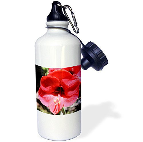 3dRose wb_30324_1"Red Hibiscus Macro Flower Floral Photography Nature" Sports Water Bottle, 21 oz, White 3dRose wb_30324_1"Red Hibiscus Macro Flower Floral Photography Nature" Sports Water Bottle, 21 oz, White